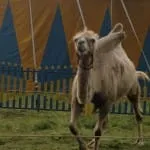 Circus Renz