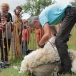 Schapen Scheren in Vroondaal
